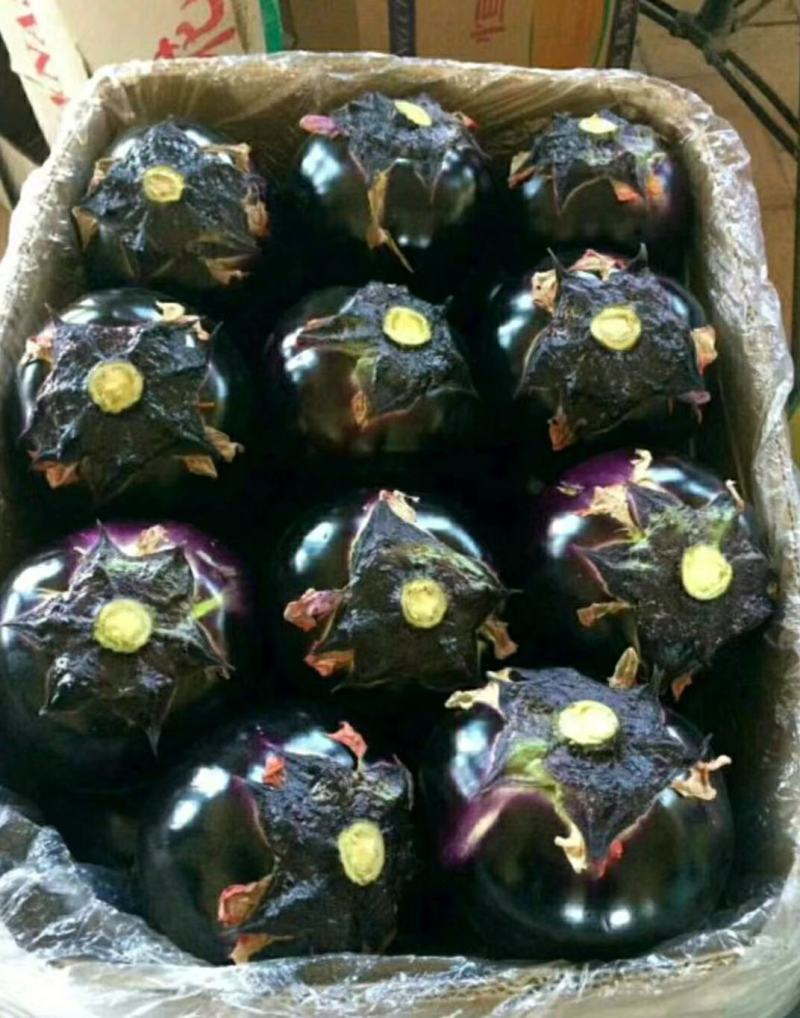 优质紫光圆茄，颜色油亮，口感细腻，产地直销，大量从优！