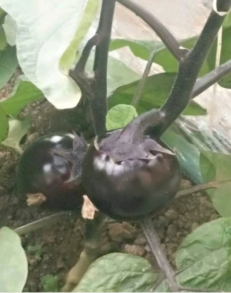 优质紫光圆茄，颜色油亮，口感细腻，产地直销，大量从优！