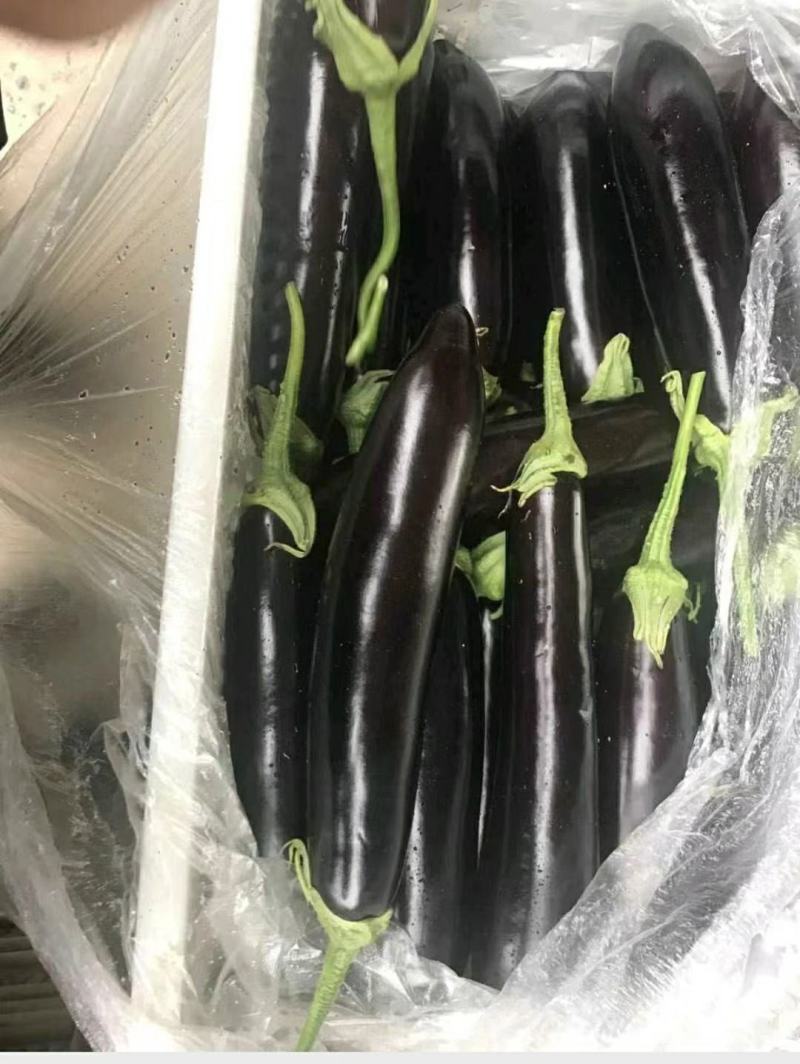 优质长茄，颜色鲜亮，口感细腻，基地直供，量大从优！