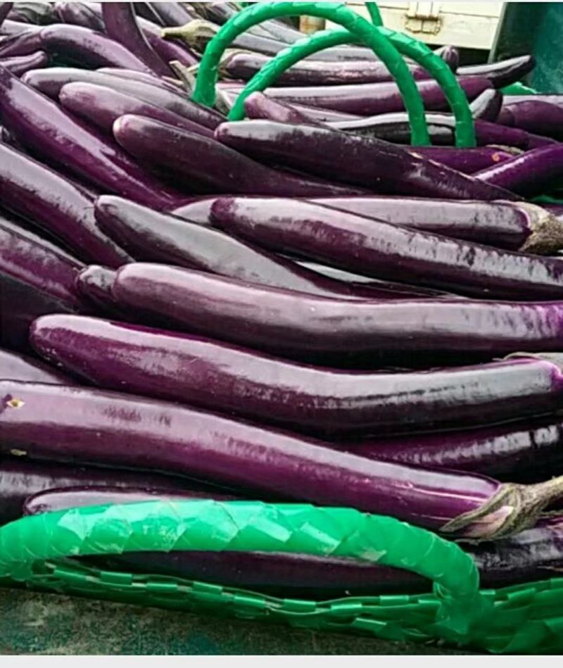 优质长茄，颜色鲜亮，口感细腻，基地直供，量大从优！