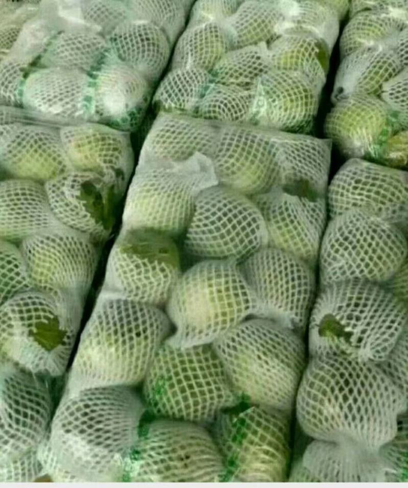 甘蓝品优，皮薄翠绿，口感脆甜，产地直销，欢迎光临！