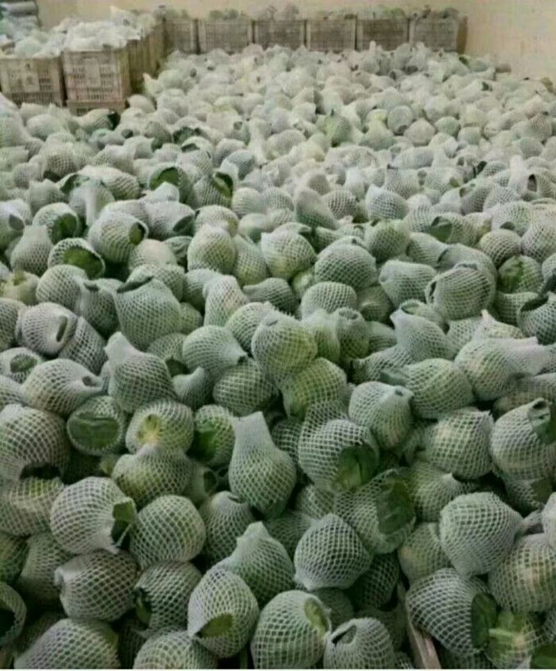 甘蓝品优，皮薄翠绿，口感脆甜，产地直销，欢迎光临！