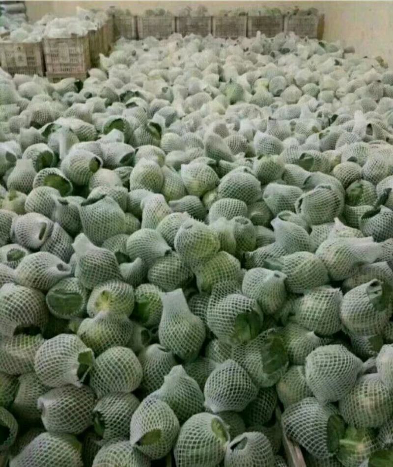 甘蓝品优，皮薄翠绿，口感脆甜，产地直销，欢迎光临！