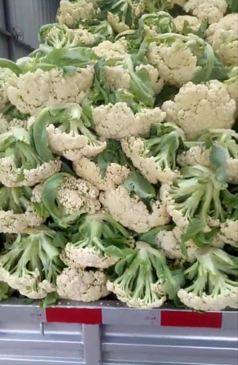 精品白面青梗松花花菜，颜色鲜亮，品质优良，口感清脆！