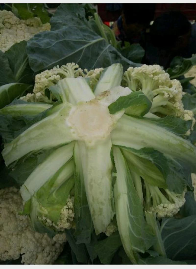 精品白面青梗松花花菜，颜色鲜亮，品质优良，口感清脆！