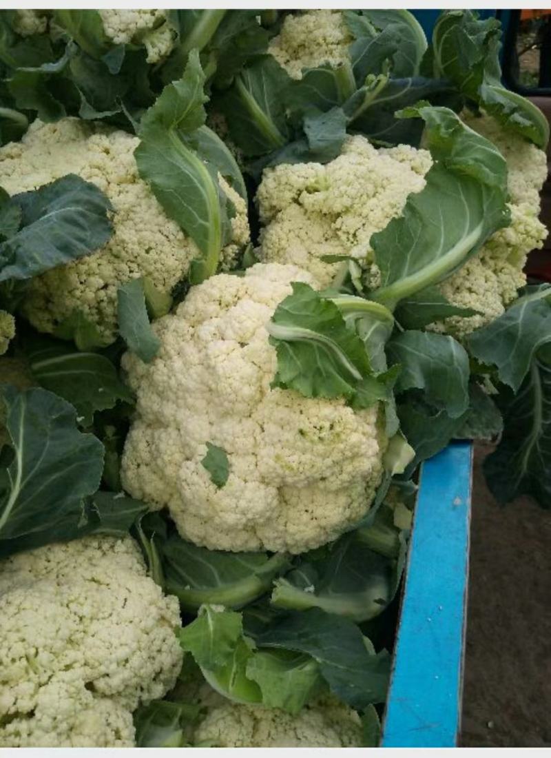 精品白面青梗松花花菜，颜色鲜亮，品质优良，口感清脆！