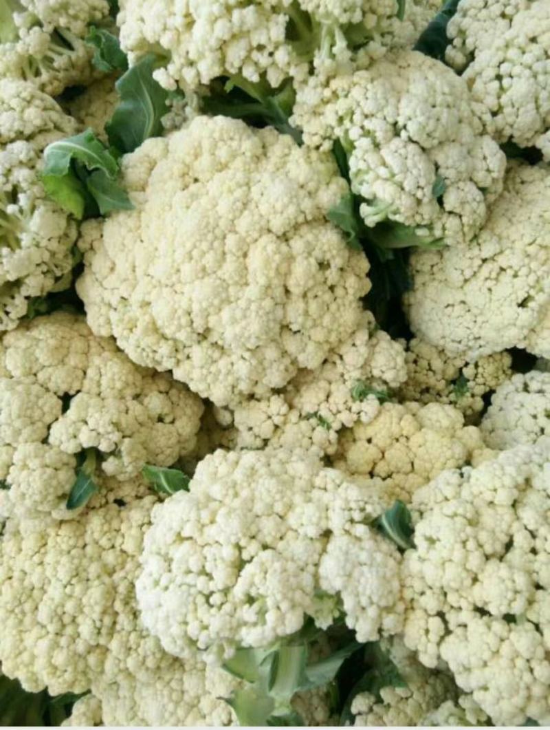 精品白面青梗松花花菜，颜色鲜亮，品质优良，口感清脆！