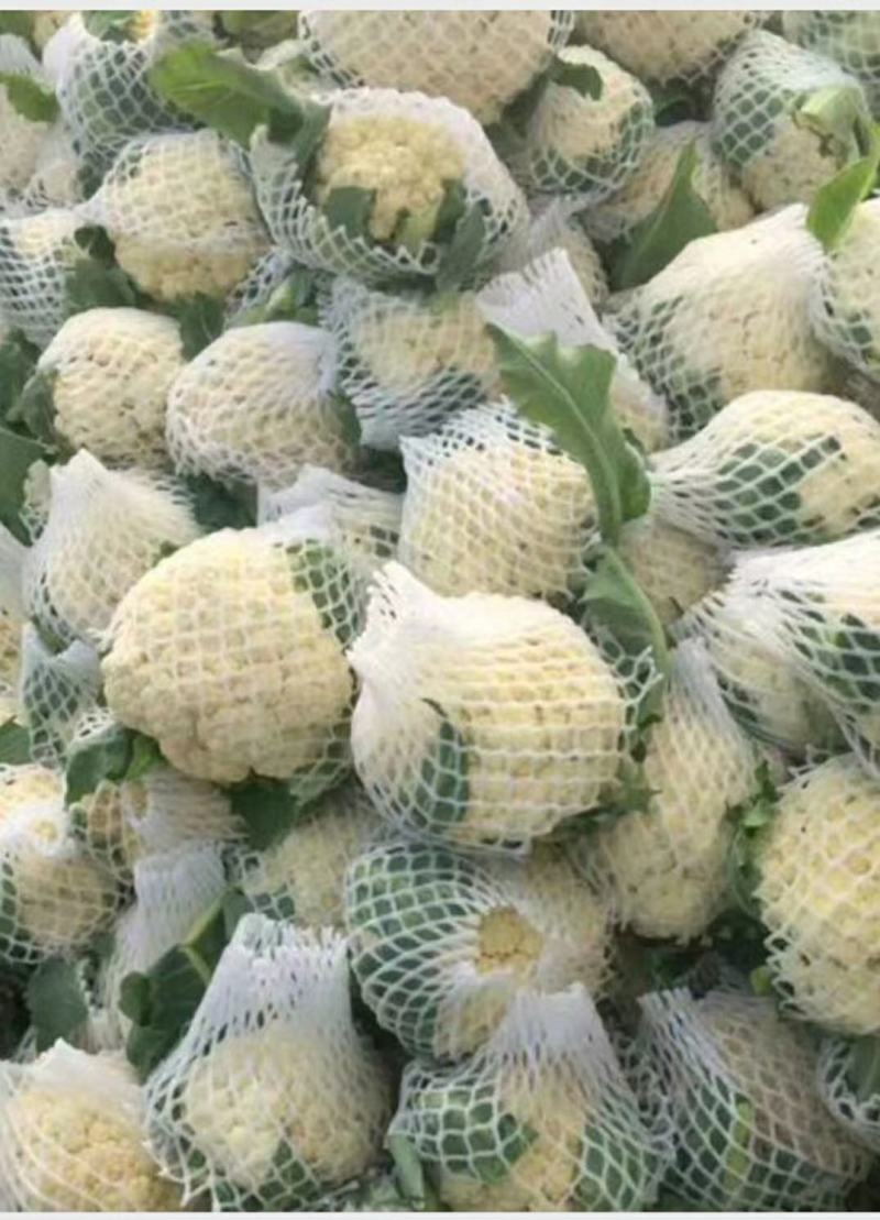 精品白面青梗松花花菜，颜色鲜亮，品质优良，口感清脆！