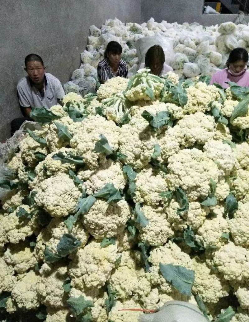 精品白面青梗松花花菜，颜色鲜亮，品质优良，口感清脆！