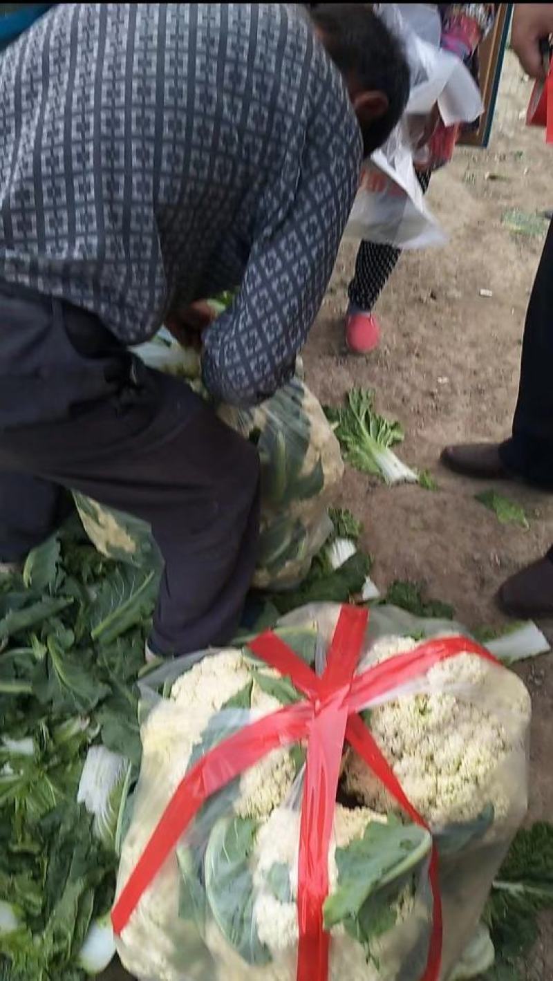 精品白面青梗松花花菜，颜色鲜亮，品质优良，口感清脆！