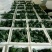 精品耐寒优秀西兰花，颜色鲜亮，翠绿质优，基地直供，量大从