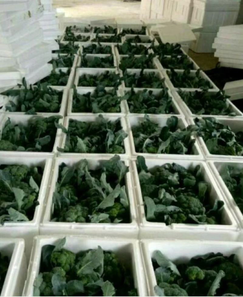 精品耐寒优秀西兰花，颜色鲜亮，翠绿质优，基地直供，量大从