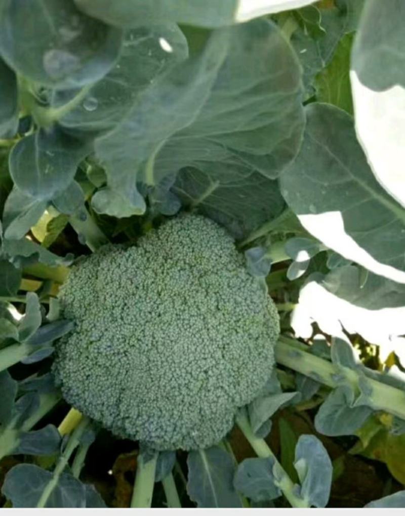 精品耐寒优秀西兰花，颜色鲜亮，翠绿质优，基地直供，量大从