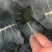 精品耐寒优秀西兰花，颜色鲜亮，翠绿质优，基地直供，量大从