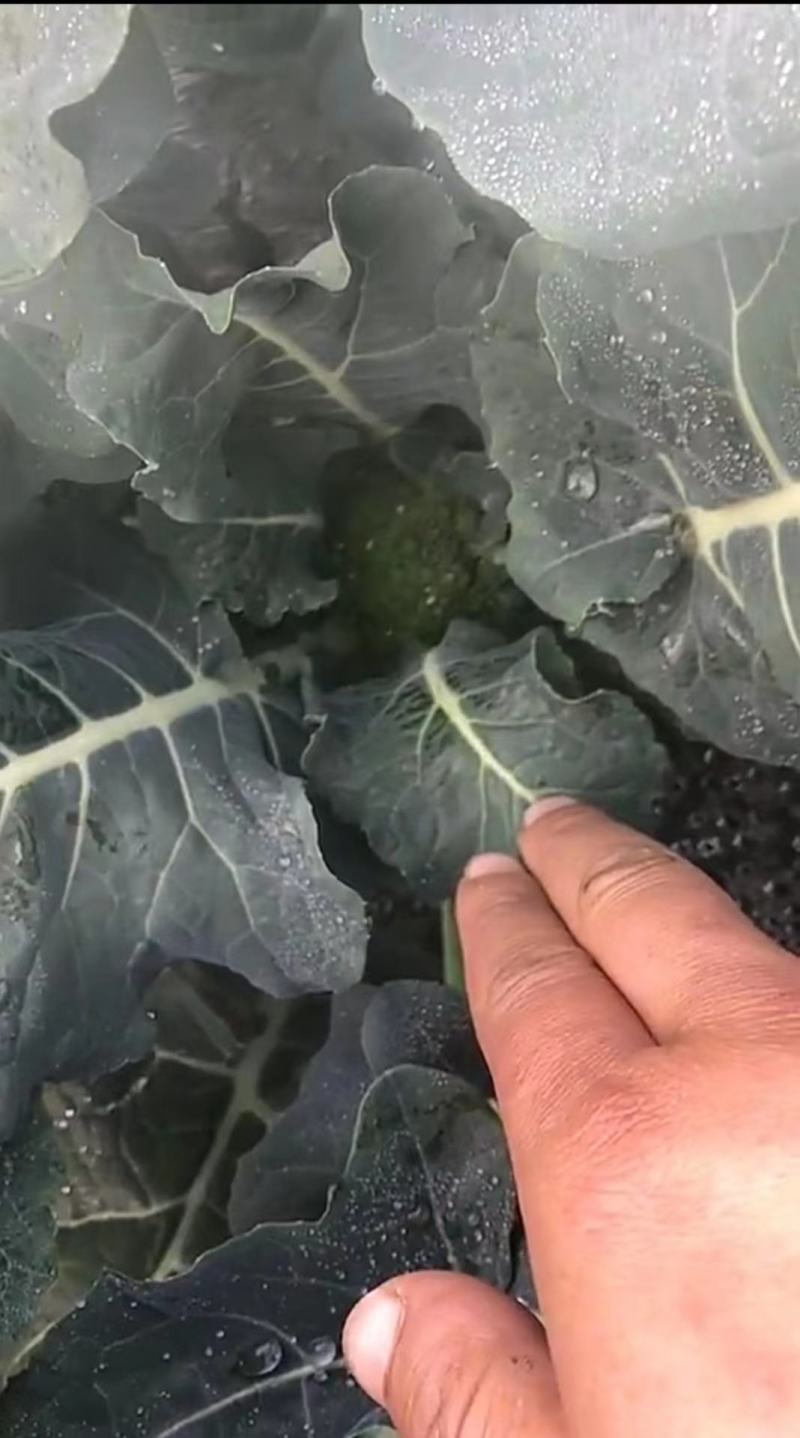 精品耐寒优秀西兰花，颜色鲜亮，翠绿质优，基地直供，量大从