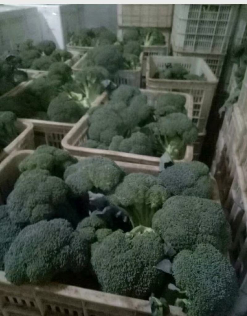 精品耐寒优秀西兰花，颜色鲜亮，翠绿质优，基地直供，量大从