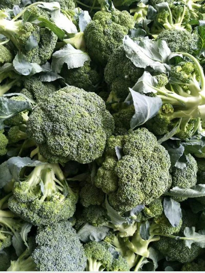 精品耐寒优秀西兰花，颜色鲜亮，翠绿质优，基地直供，量大从