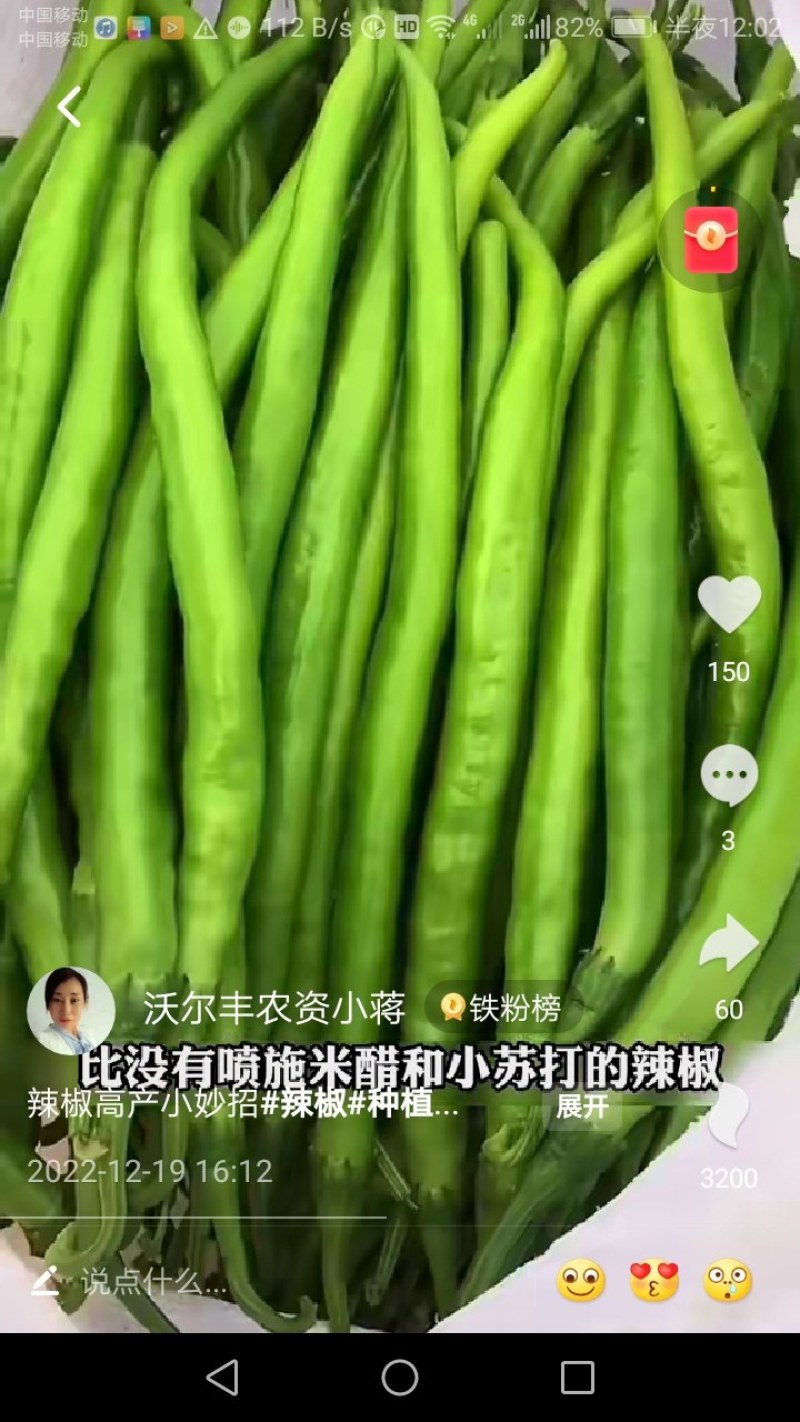 广西钦州市钦南区尖椒