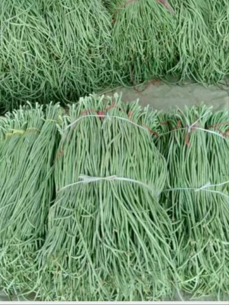 精品长豆角，颜色鲜亮翠绿，口感清脆，基地直供，量大从优！