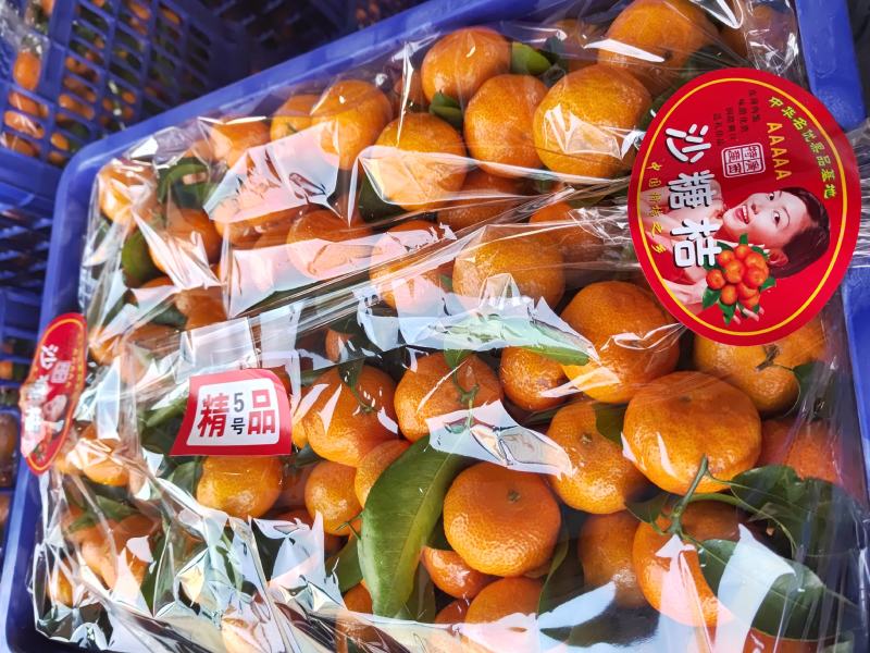 广西正宗沙糖桔，砂糖橘，现摘现发，纯甜无渣，质量保证！