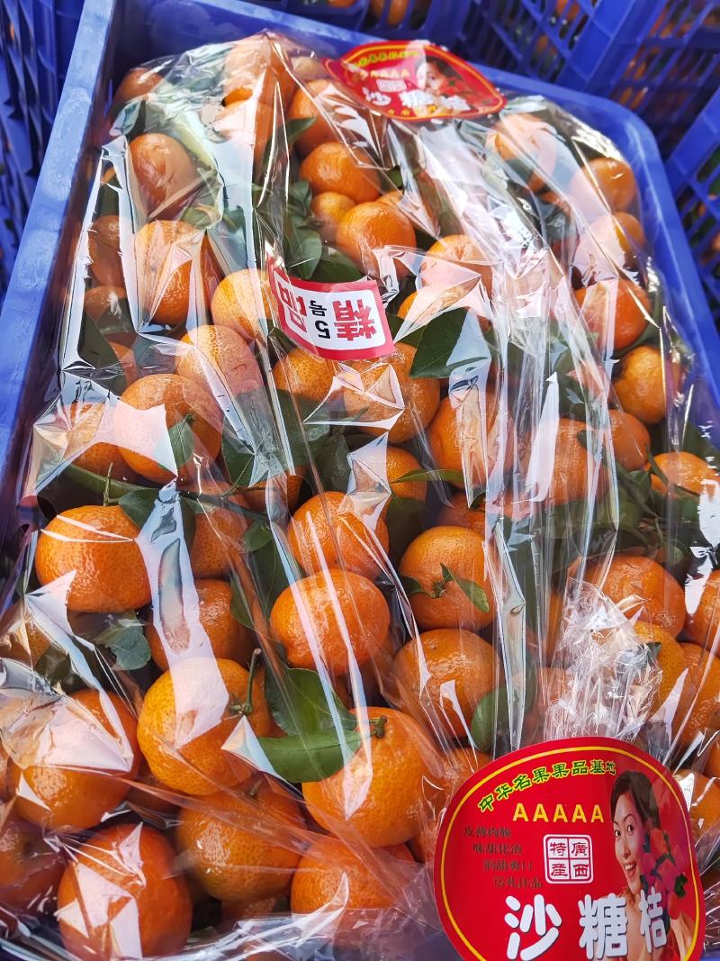 广西正宗沙糖桔，砂糖橘，现摘现发，纯甜无渣，质量保证！