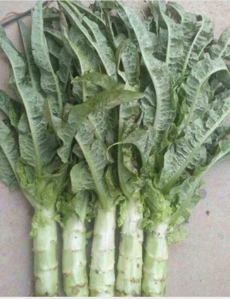 精品红叶莴苣，颜色鲜亮，翠绿细腻，清脆爽口，产地直供！