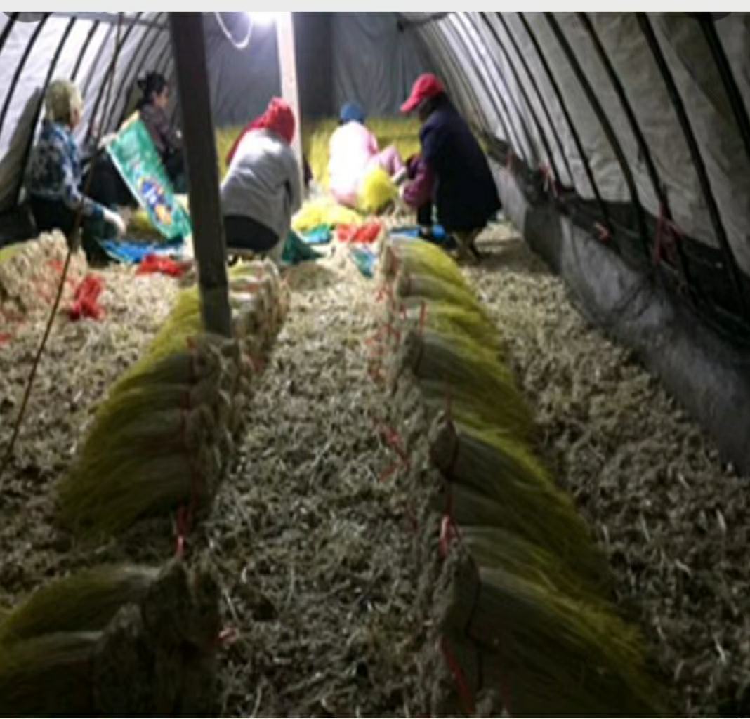 高山莴苣晾晒加工图