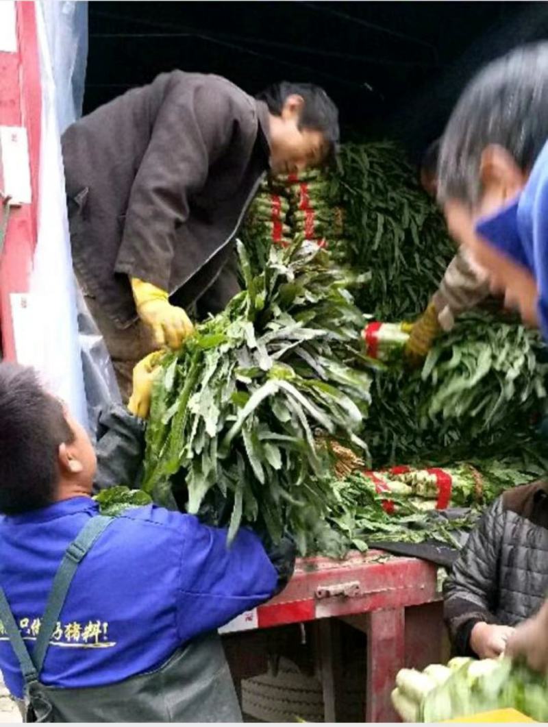 精品红叶莴苣，颜色鲜亮，翠绿细腻，清脆爽口，产地直供！