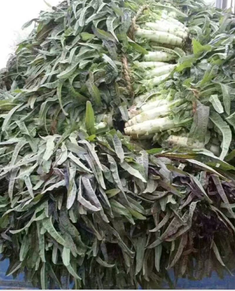 精品红叶莴苣，颜色鲜亮，翠绿细腻，清脆爽口，产地直供！