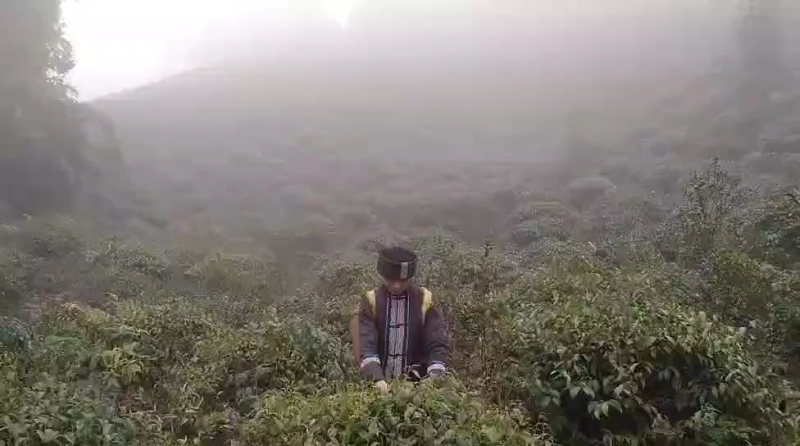 正宗广西桂林原生态石崖茶