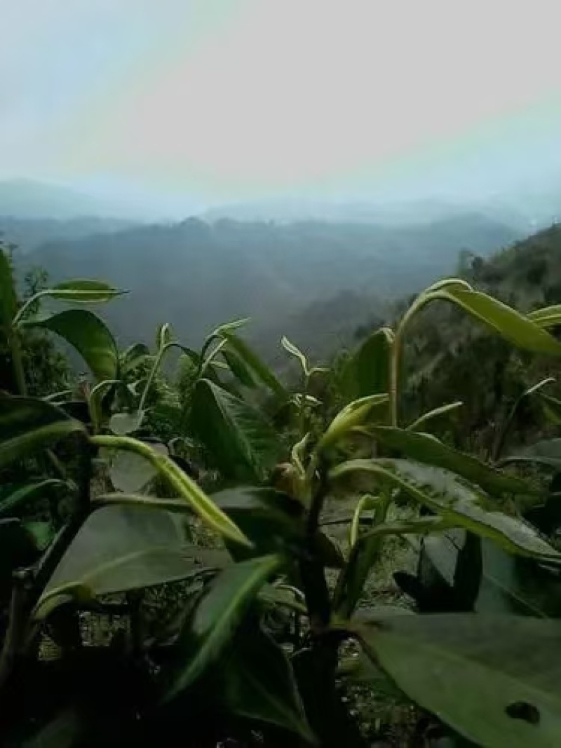 广西平乐县青龙石崖茶广西特产