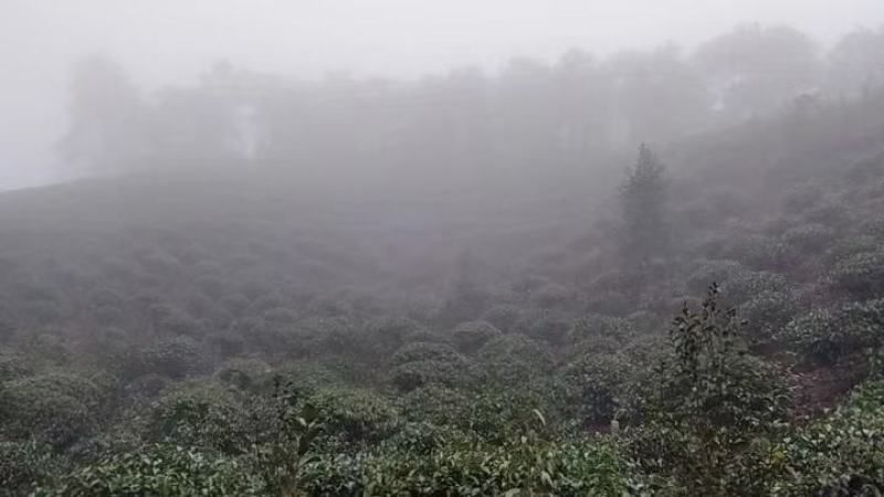 广西平乐县青龙石崖茶广西特产