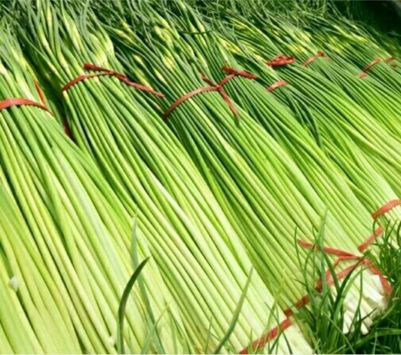 优质白帽蒜苔，颜色鲜亮，翠绿口感清脆，基地直供，量大从优