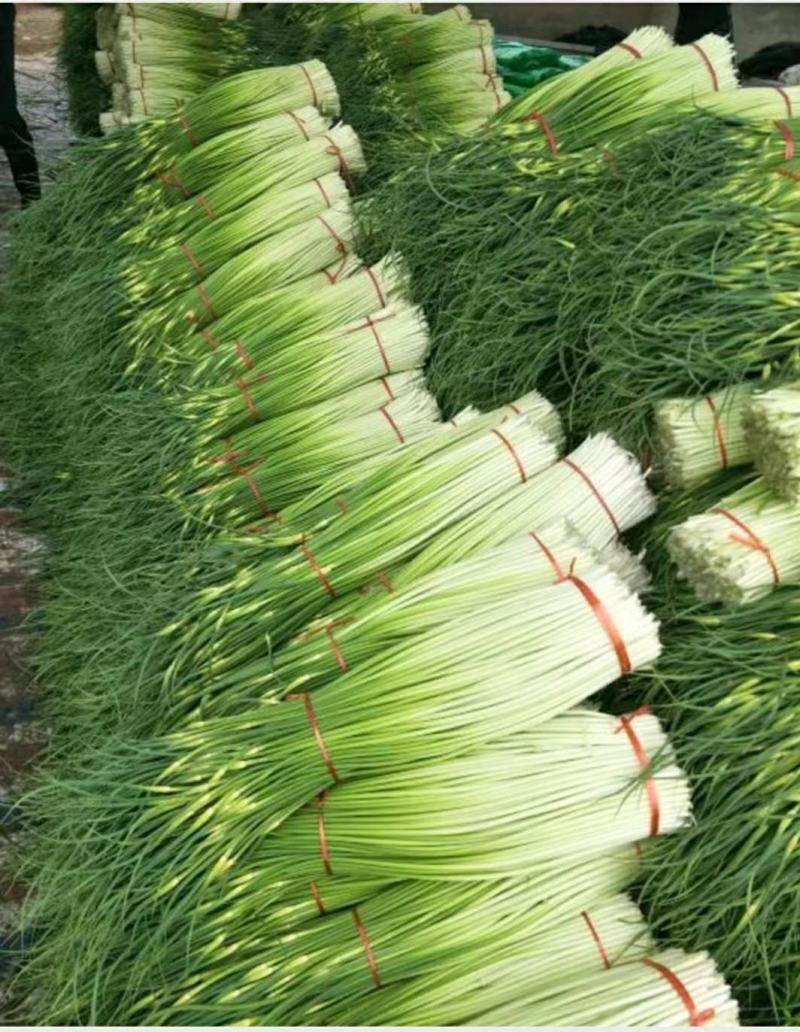 优质白帽蒜苔，颜色鲜亮，翠绿口感清脆，基地直供，量大从优