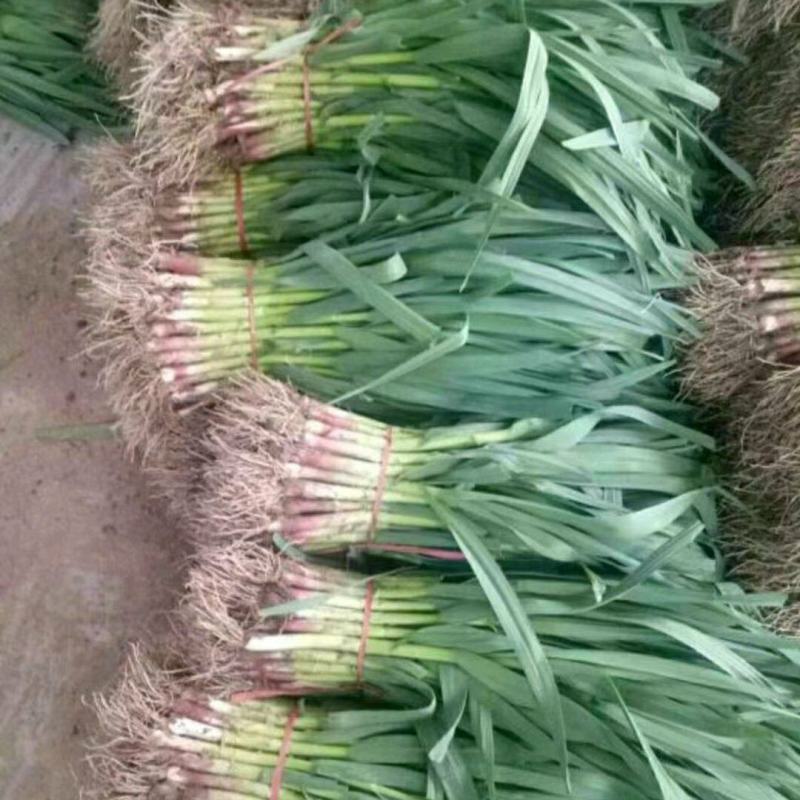 优质红根蒜苗，颜色鲜亮，翠绿，基地直供，量大从优，欢迎选