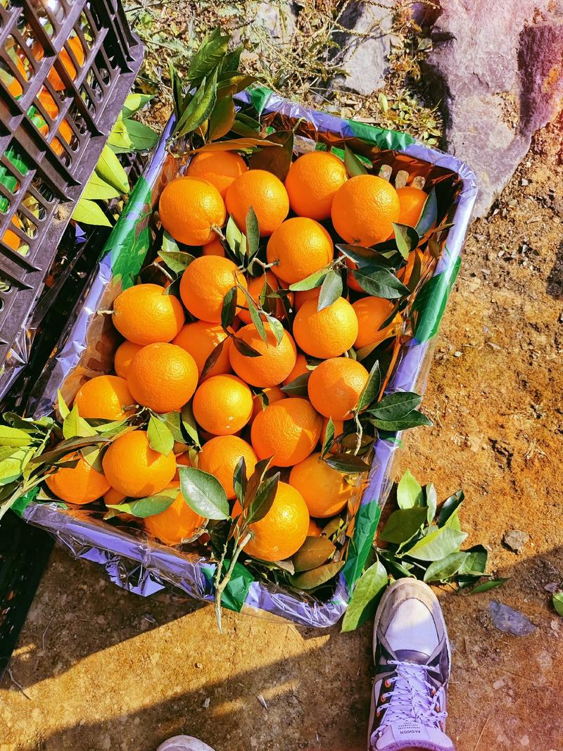 中华红血橙产地直发一手货源可连视频看货