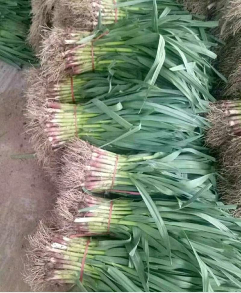 优质红根蒜苗，颜色鲜亮，翠绿，基地直供，量大从优，欢迎选