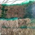 优质红根蒜苗，颜色鲜亮，翠绿，基地直供，量大从优，欢迎选