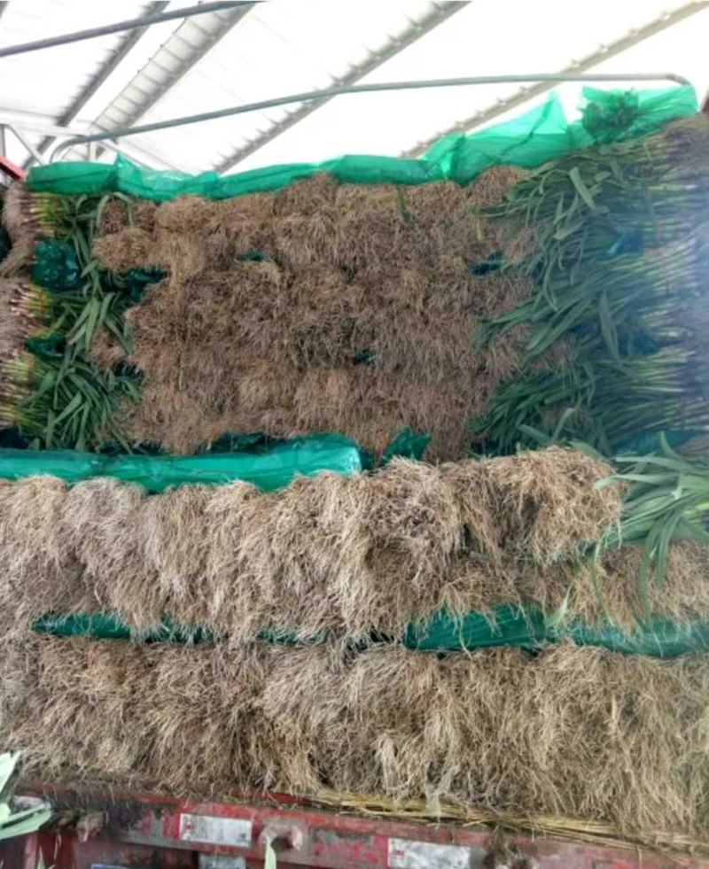 优质红根蒜苗，颜色鲜亮，翠绿，基地直供，量大从优，欢迎选
