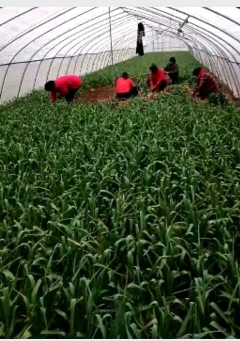 优质红根蒜苗，颜色鲜亮，翠绿，基地直供，量大从优，欢迎选