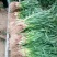 优质红根蒜苗，颜色鲜亮，翠绿，基地直供，量大从优，欢迎选