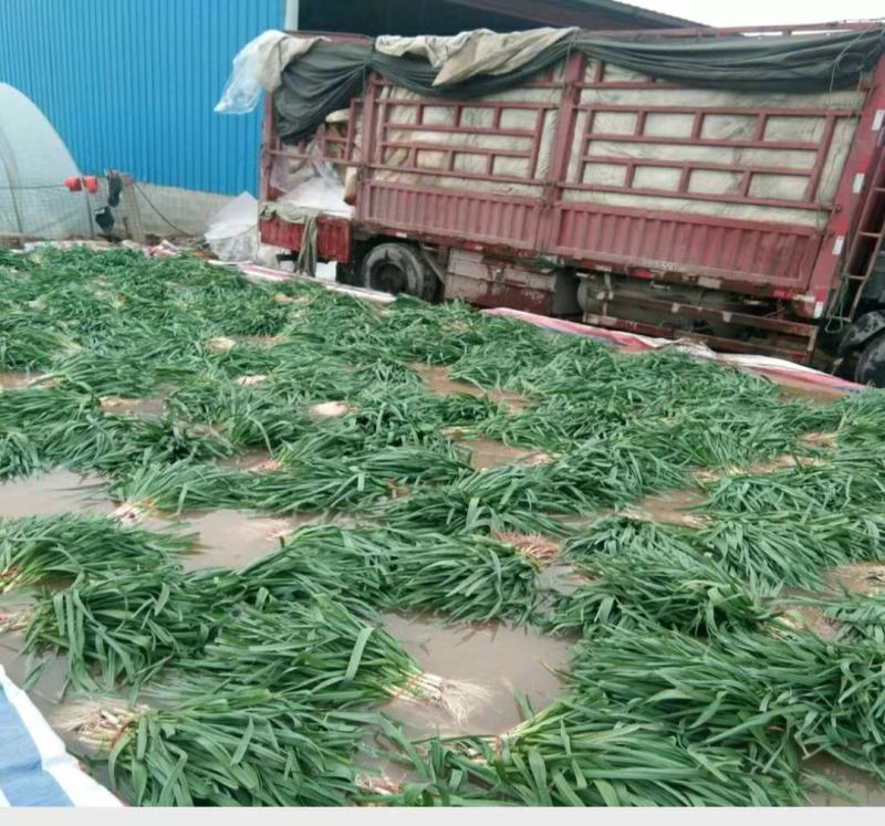 优质红根蒜苗，颜色鲜亮，翠绿，基地直供，量大从优，欢迎选
