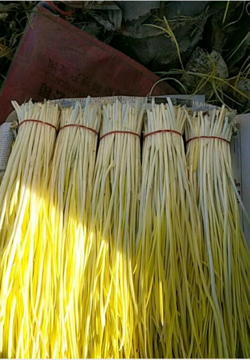 精品蒜黄，颜色金黄，产地直供，量大从优，客户至上，欢迎光