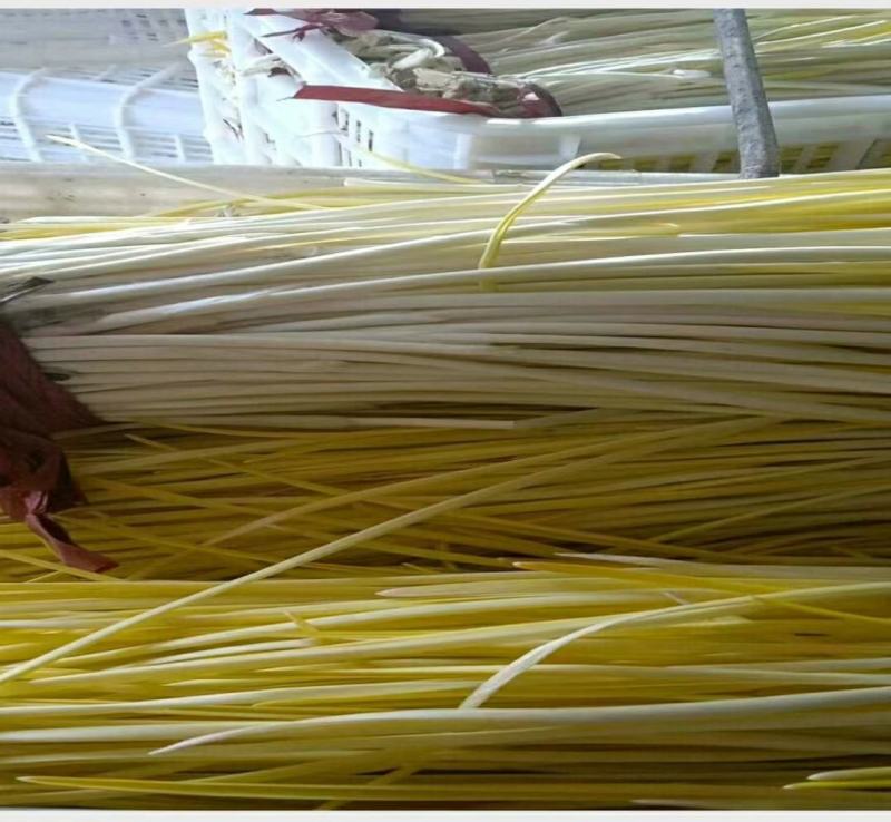精品蒜黄，颜色金黄，产地直供，量大从优，客户至上，欢迎光