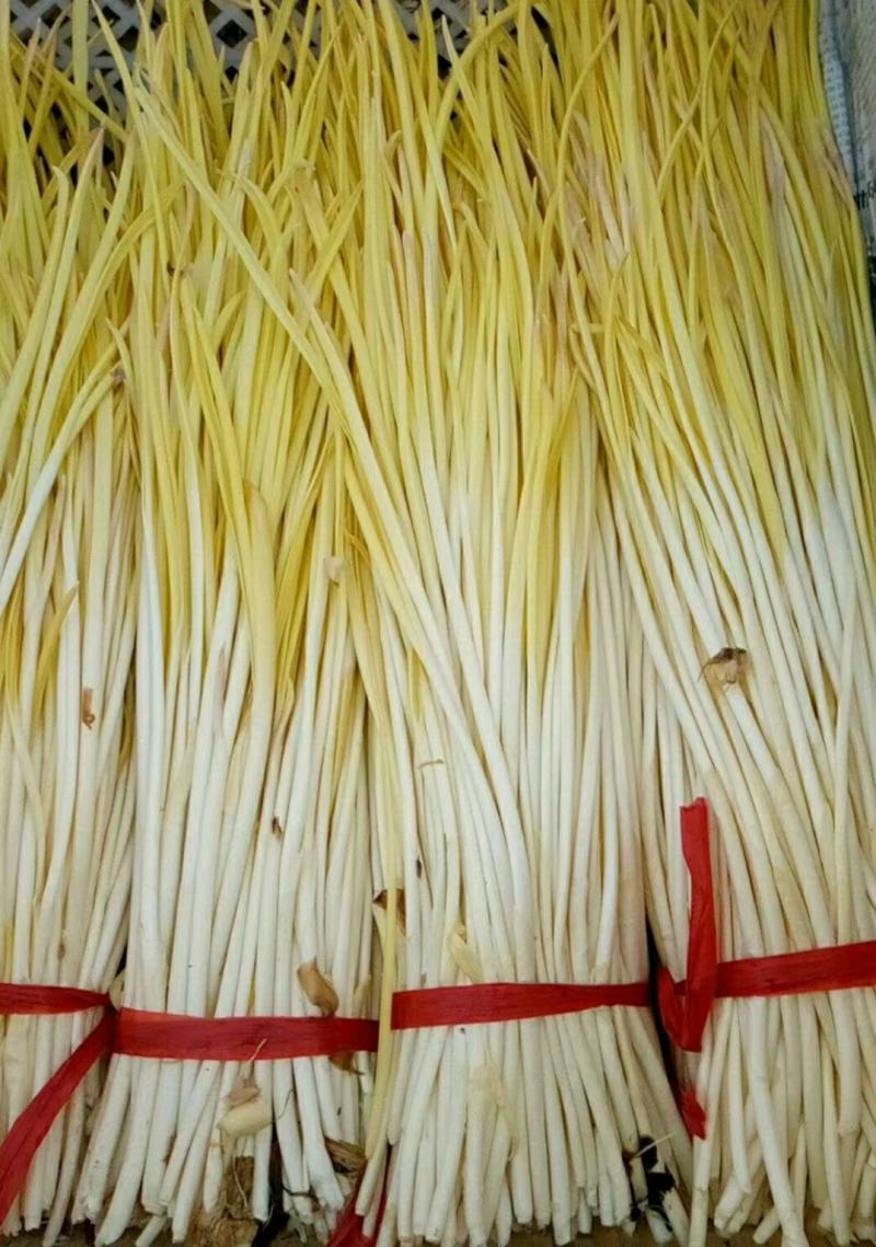 精品蒜黄，颜色金黄，产地直供，量大从优，客户至上，欢迎光