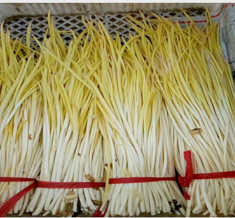 精品蒜黄，颜色金黄，产地直供，量大从优，客户至上，欢迎光