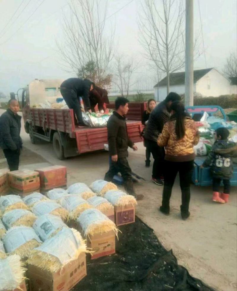 优质韭黄，色泽金黄，产地直供，量大从优，欢迎光临！