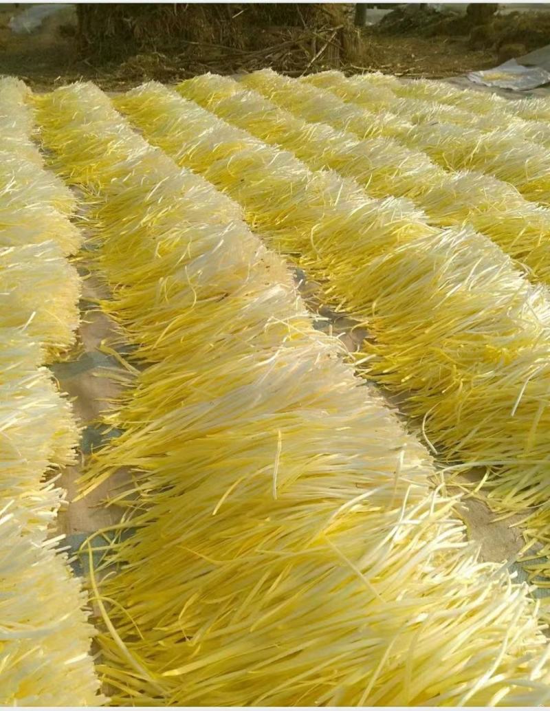 优质韭黄，色泽金黄，产地直供，量大从优，欢迎光临！