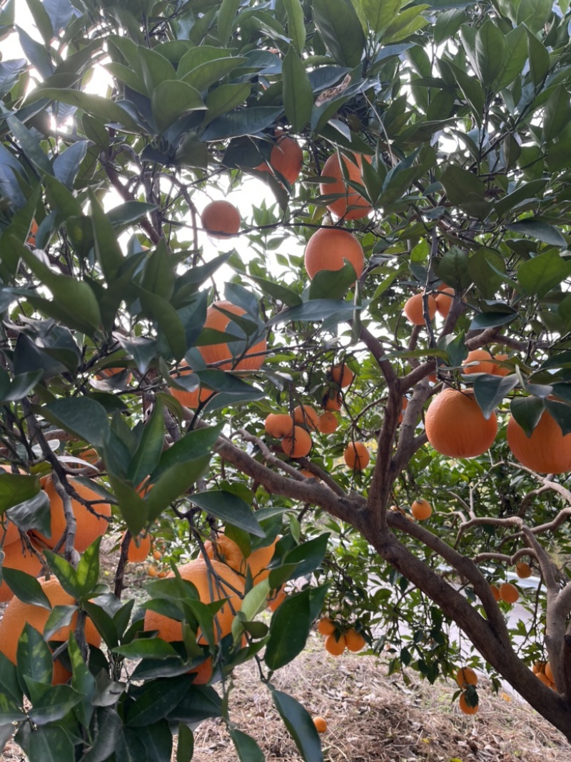 奉节脐橙种植基地直采