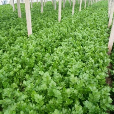 精品芹菜(小西芹)，颜色嫩绿，口感清脆基地直供，量大从优